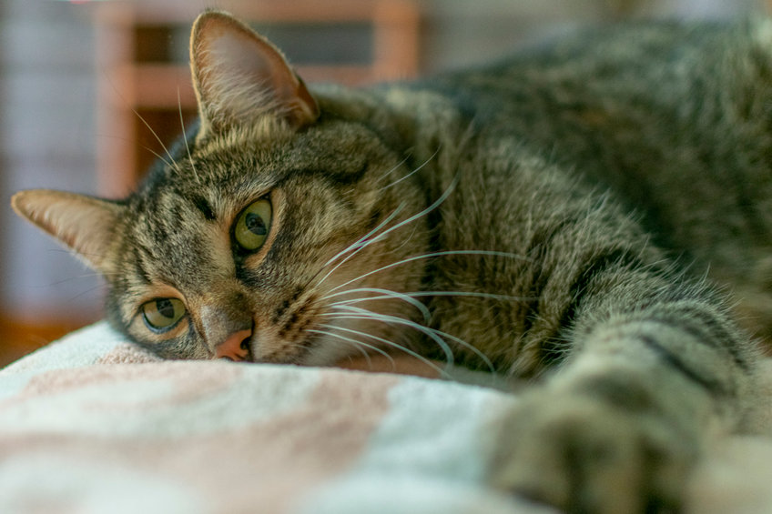It can be difficult to tell if your Cat Is In Pain because they instinctively mask pain. Here are some signs you can look for and tips for helping better understand their body language.