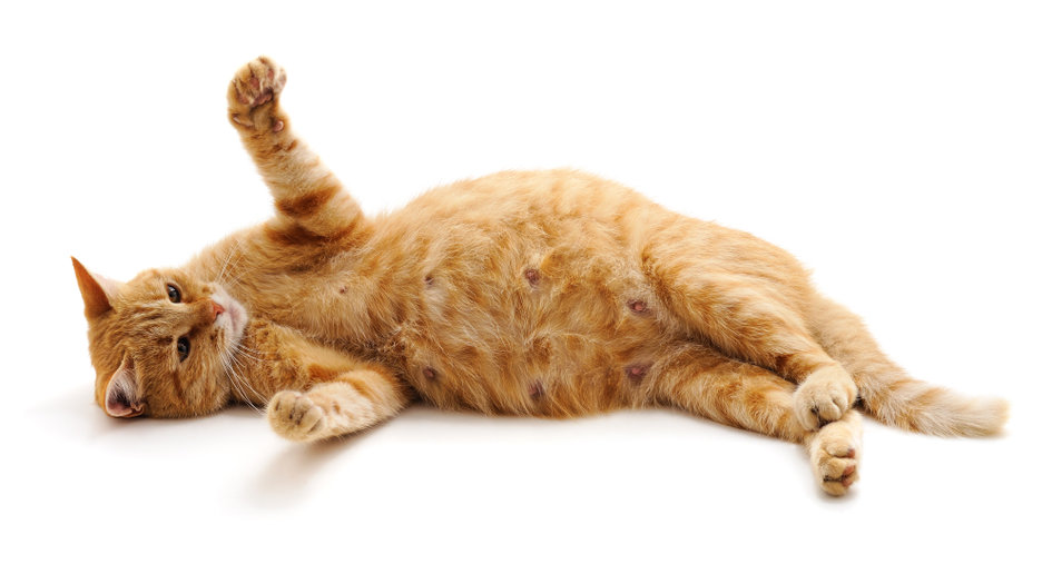 If you're trying to Your Cat To Lose Weight it can be difficult. Here is the formula on how to count calories and get your kitty to a healthy weight again!