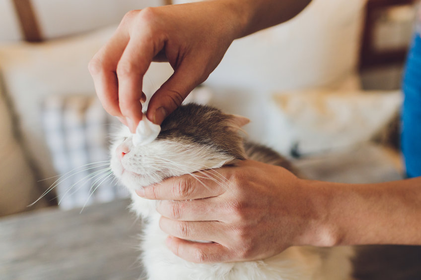 Certain items that may be safe to put on your skin can be Topical Dangers to our cats