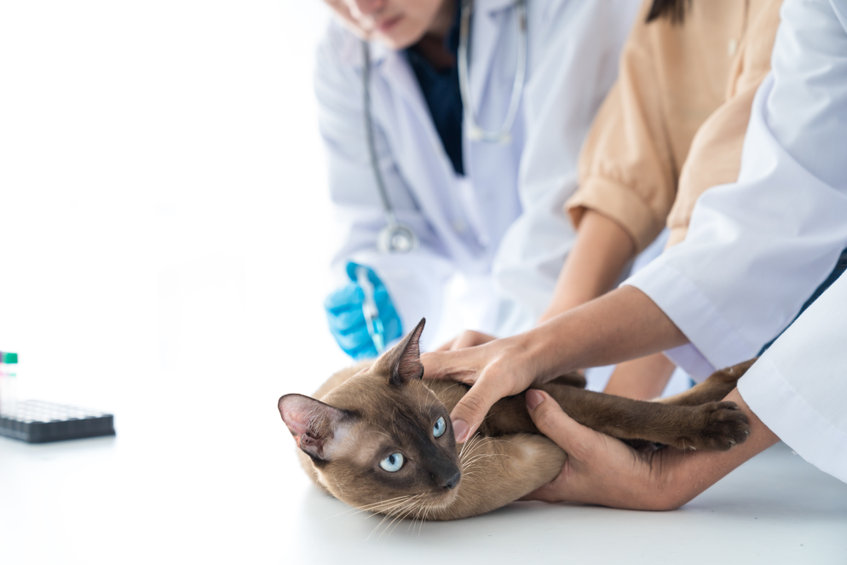A titer is an Antibody Test that you can have run on your cat so that they are not overvaccinated