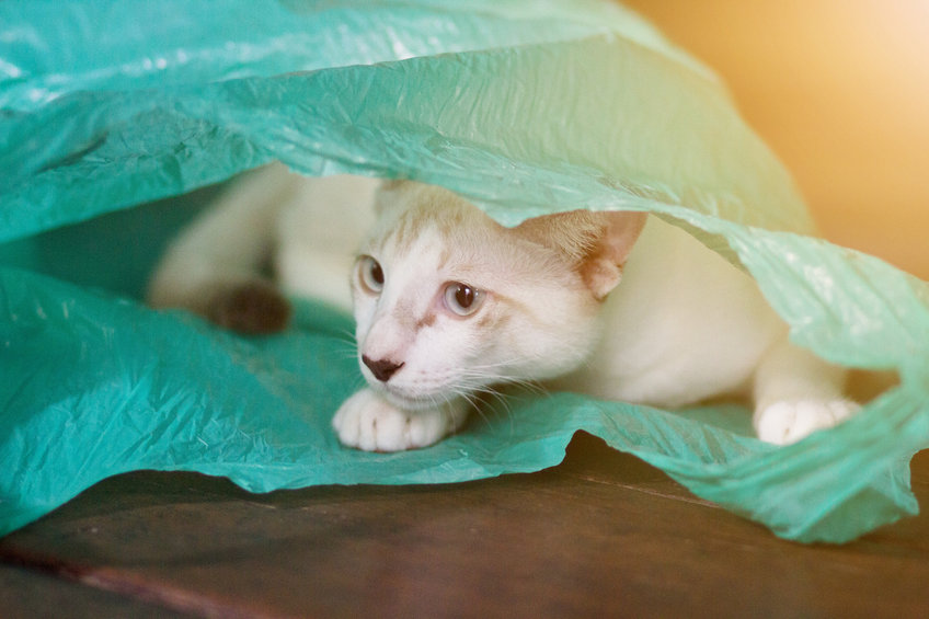 Many Cats Chew Plastic, lick or play with it. It's never safe for your cats to ingest plastic, but here's why they are attracted to it.