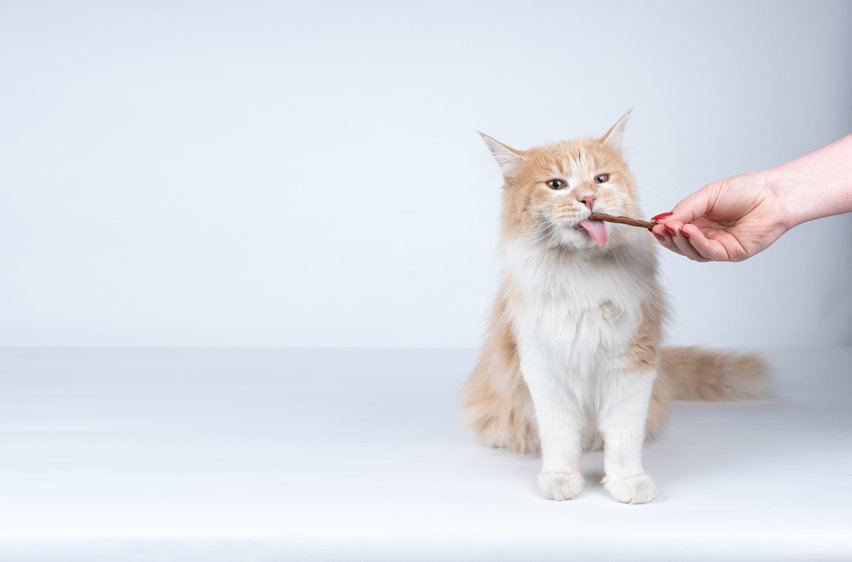 Do you read the Ingredients In Cat Treats that you purchase? Here are some things you should know about dangers in your cat's treats