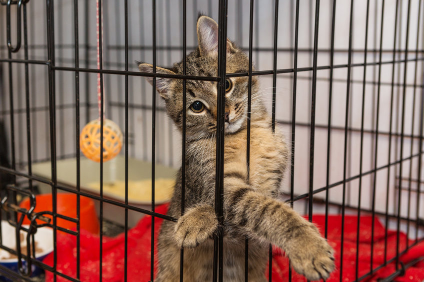 Many pet parents encourage crate training dogs, but does the same thing apply to cat parents? Would you and should you Cage Your Cat?