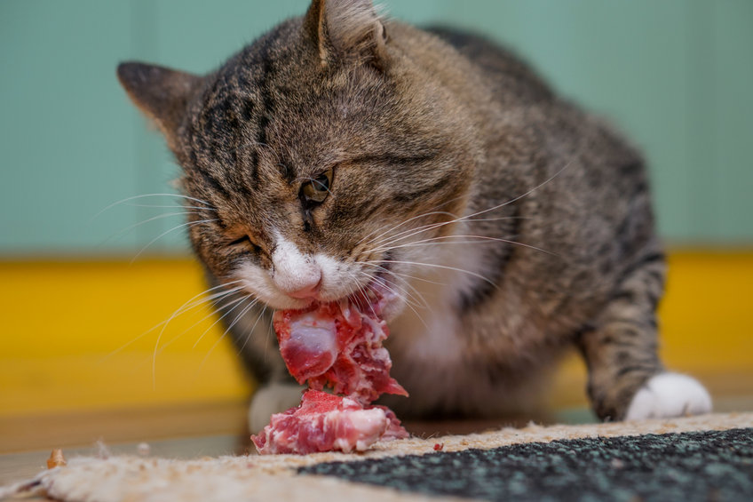 Can cats get sick from Eating Raw Food