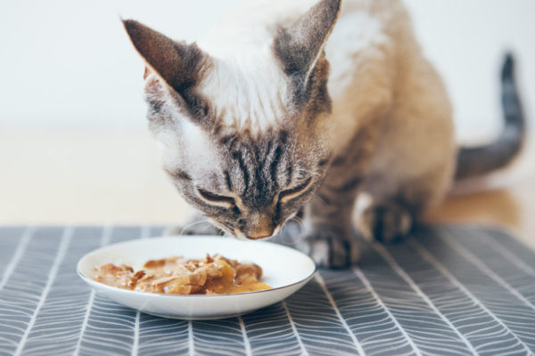 If your cat is Vomiting Food after each meal, this could be a result of scarf and barf. Slowing down the eating is important for cats to be able to absorb and use the nutrients in their meals.