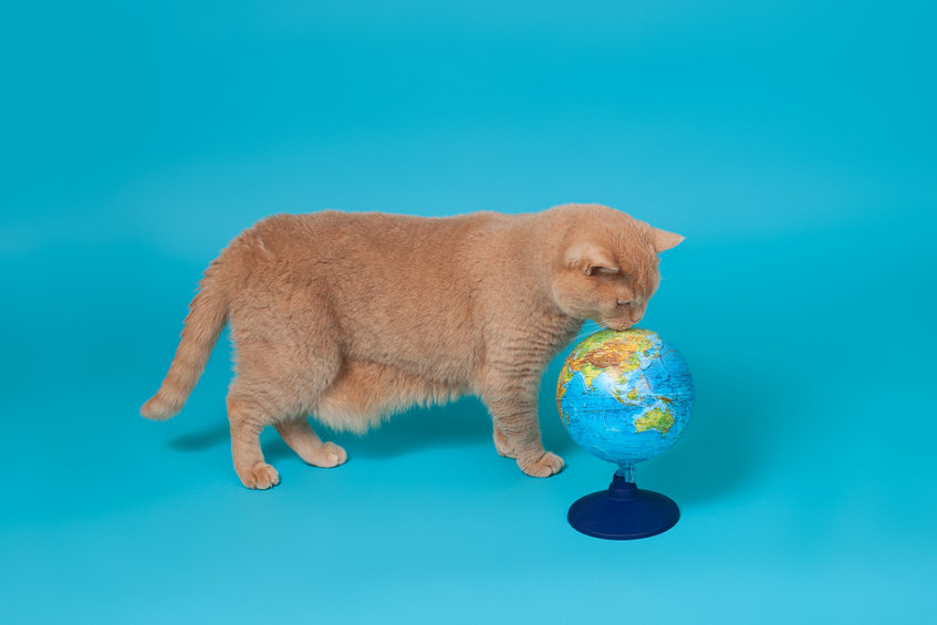 Many cat parents are also conscious of pollution and the health of the earth. If you want to help Save The Earth while still caring for your cats, here are some tips for you.