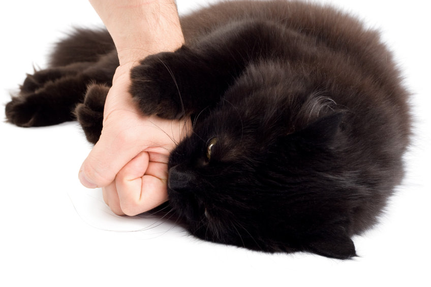 There are many reasons why Cats Bite their humans and here is a list of many of the common reasons.