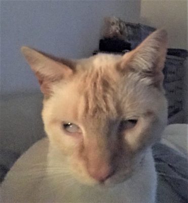Harsh side effects of commercial flea control in cats. Sampson lives with neurological problems and his eyes and head shake after wearing a Hartz flea collar 5 years ago