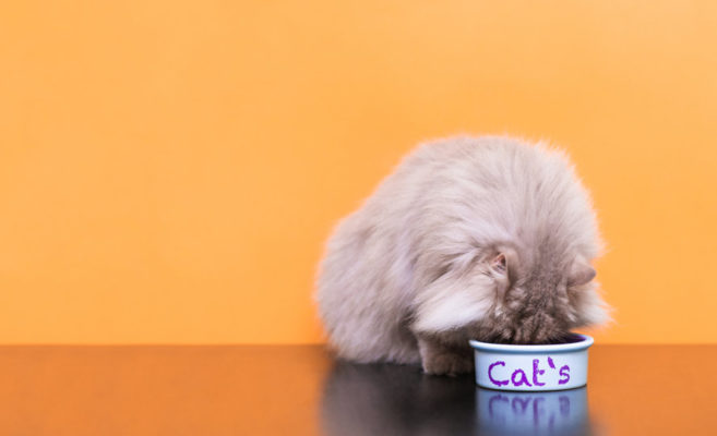 Did you know that the Temperature Of Cat Food can affect if your cat will enjoy the food or not? Sick cats can benefit from warmer food, as it will let off scents that can entice a kitty that isn't feeling well. Some cats are also just picky about the temperature of their food.