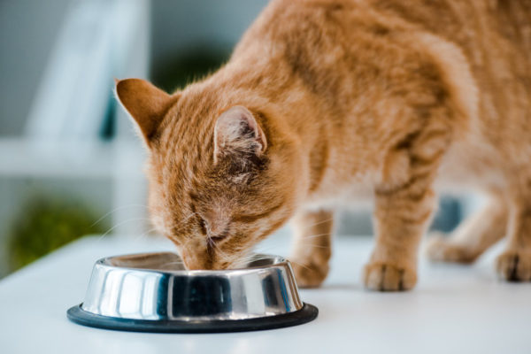 93% of cats are fed a kibble, dry food diet, but cats actually need a Moisture Rich Diet for many reasons. The rising epidemic of feline diseases tell us that we are not feeding our cats properly.