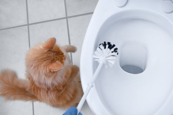 Did you know that Toilet Bowl Cleaner can Harm Your Cats even if they don't drink from the toilet? This was news to me, but it's important to understand how it works when you flush!