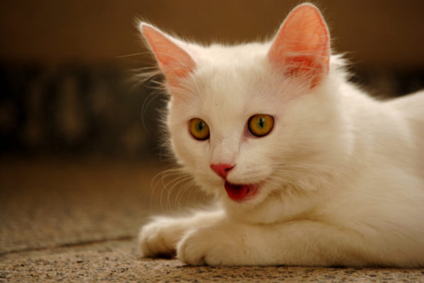 If your cats Breathe Through The Mouth there could be something wrong. Cats typically only breathe through their noses, but there are some cases in which cats will mouth breathe.