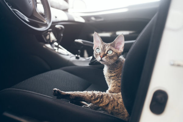 Cars are usually not one of a cat's favorite things. Unless you have an adventure cat. But car rides are part of a cat's life - so it's important to know the basics of car safety for cats.