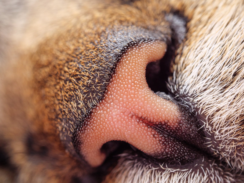 A cat's sense of smell is as remarkable as a cat's nose itself. While you may already know that a cat's nose-print is as unique as our fingerprints, it's what's inside that's really mind blowing.