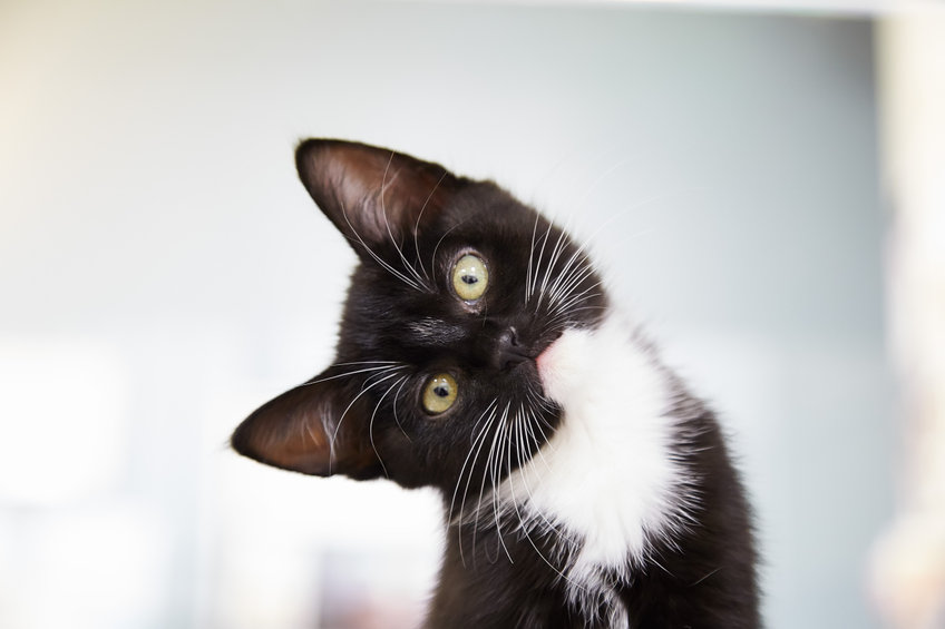 While each cat is unique, many share some commonly misunderstood cat behaviors. Sometimes these behaviors can cause their owners concern or frustration.