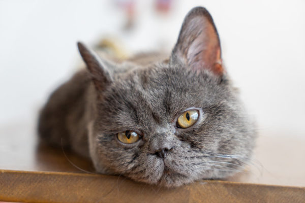 Hyperthyroidism In Cats is an epidemic, with only 1 in 200 cats being diagnosed in 1980 and now 1 in 10 cats develop this ailment. Here is the research as to why hyperthyroidism is so prevalent in cats.