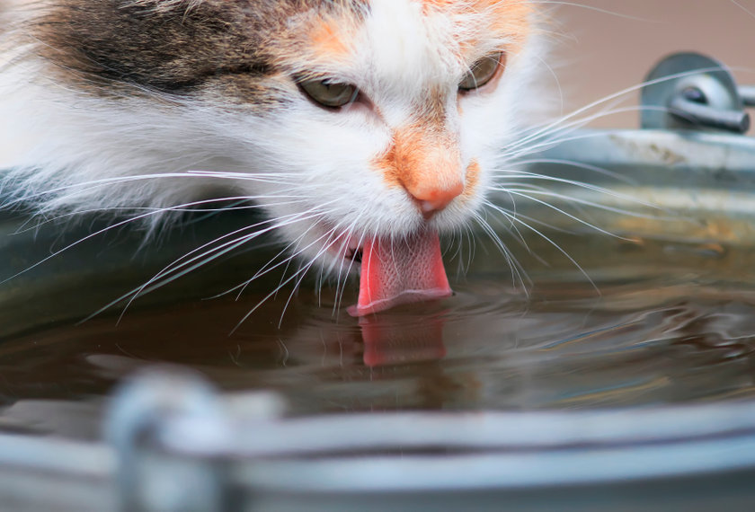 Cats don't like their Food Near Their Water source because in the wild this could contaminate their food. They also will not eliminate near their water source. Felines are so interesting!