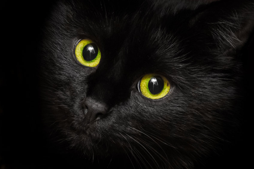 Black cats have a lot of myth and mystery surrounding them - but this let chat about black cat facts.