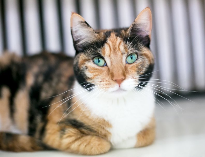 If you've ever been loved by a calico cat, you may already know how rare these beautiful beings are.
