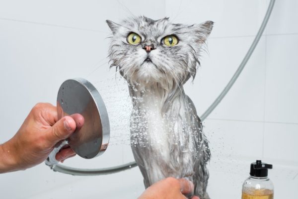 If you're wondering if your cat needs a bath, you're in the right place.