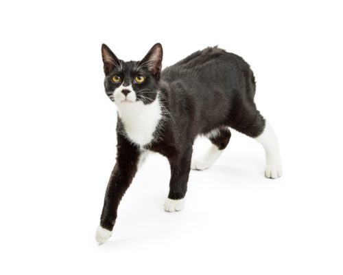 If your Cat's Joints are bothering them, there are things we can do to help them at home!