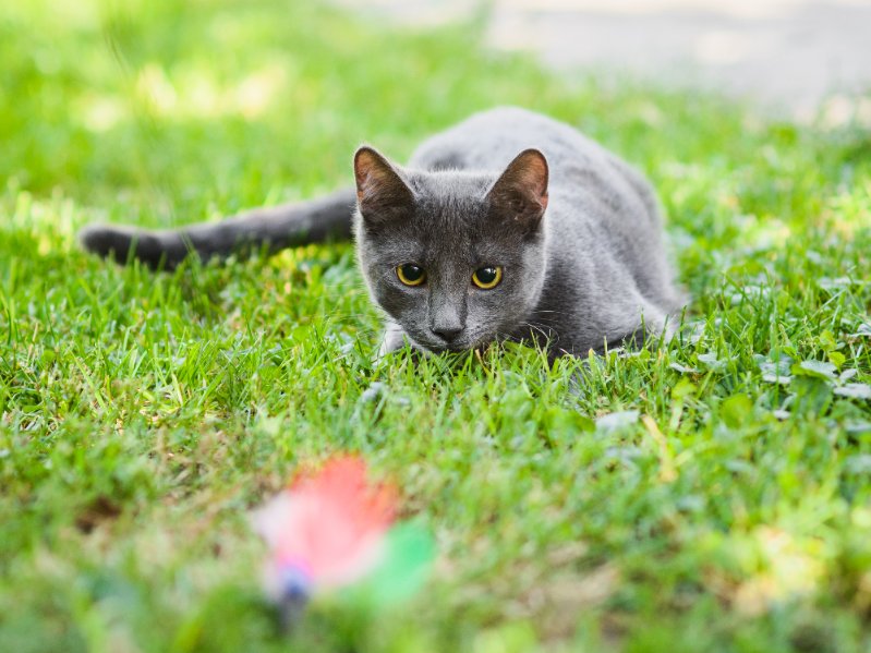 Understanding a cat's prey sequence - and why it's important - is especially valuable for your cat. And you.