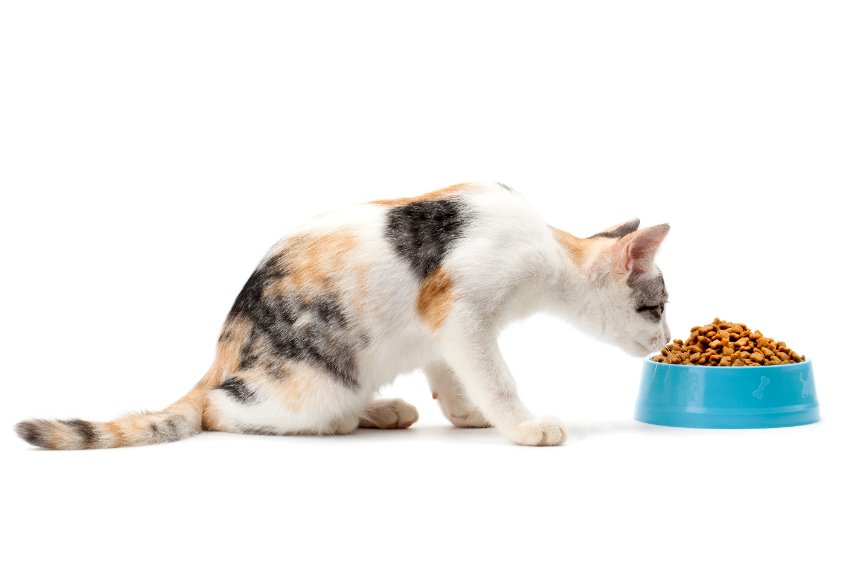 If you have to feed your cats A Kibble Diet, there are some supplements you can give them to help replace the nutrients that are missing from this highly processed food.