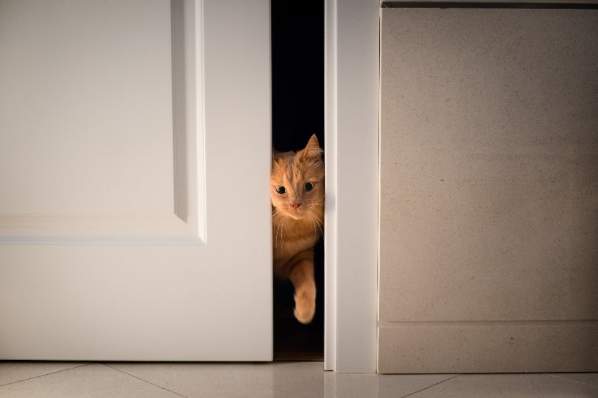 If you have a cat that is a Door Dasher, here are ways in which you can stop this behavior.