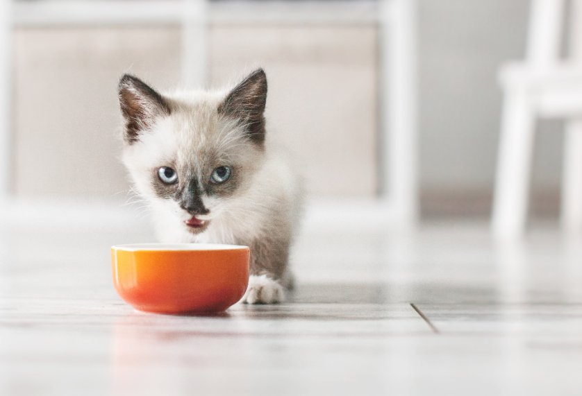 Is Kibble Bad For Cats? What You Need To Know.