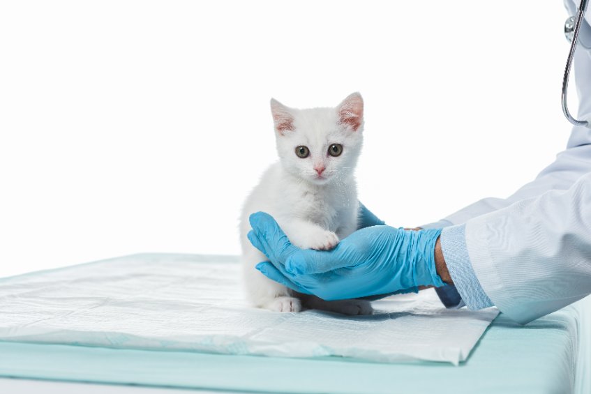 When should you Neuter Male Cats? This is a controversial topic, as TNR and shelters neuter kittens at a very young age due to overpopulation issues. But if you have the opportunity to choose when your male cats are neutered, this is the information you need.