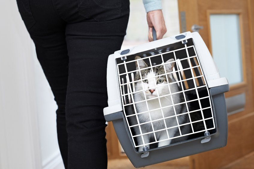 Taking our cats in for their annual check-ups is not a favorite activity for most cats - so how can we make vet visits easier?