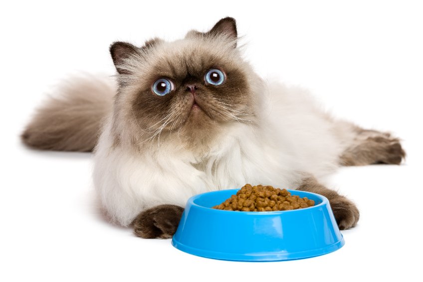 Does Food Equal Happiness when it comes to cats? Actually, this is not true for all mammals. The body isn't designed to be full of food at all times and free feeding leads to disease.