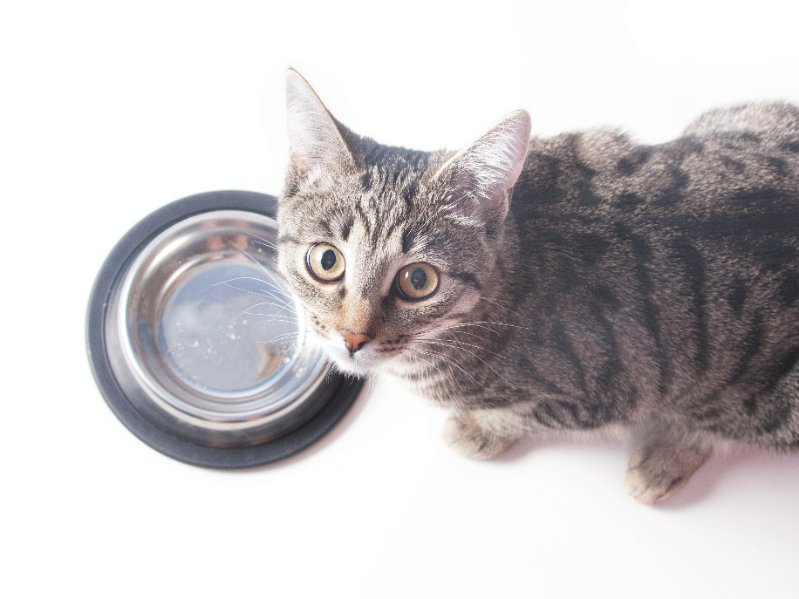 Are you Feeding Your Cat from the wrong dish? Small bowls are no fit for feline feeding for so many reasons!