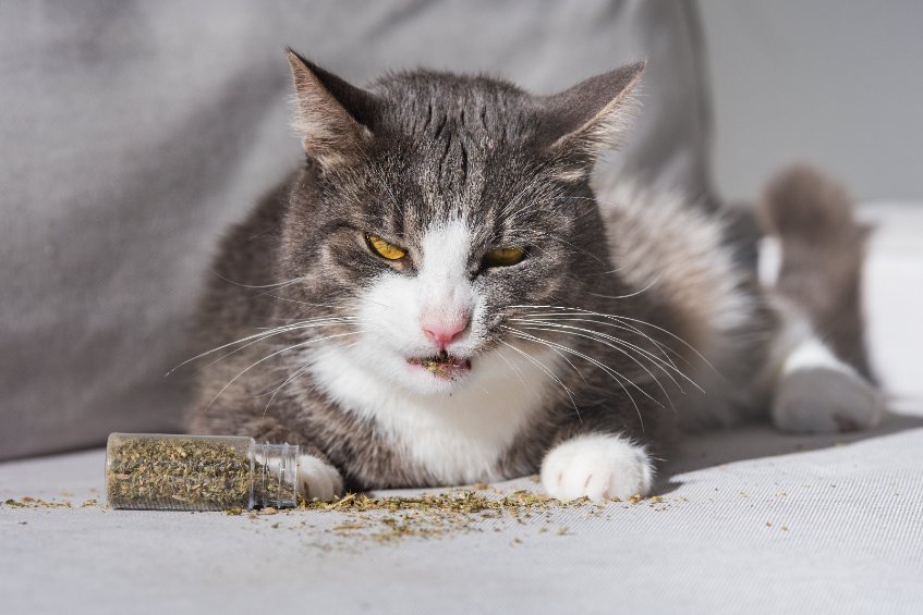 If your cat doesn't like catnip you might think he' broken. He's not.