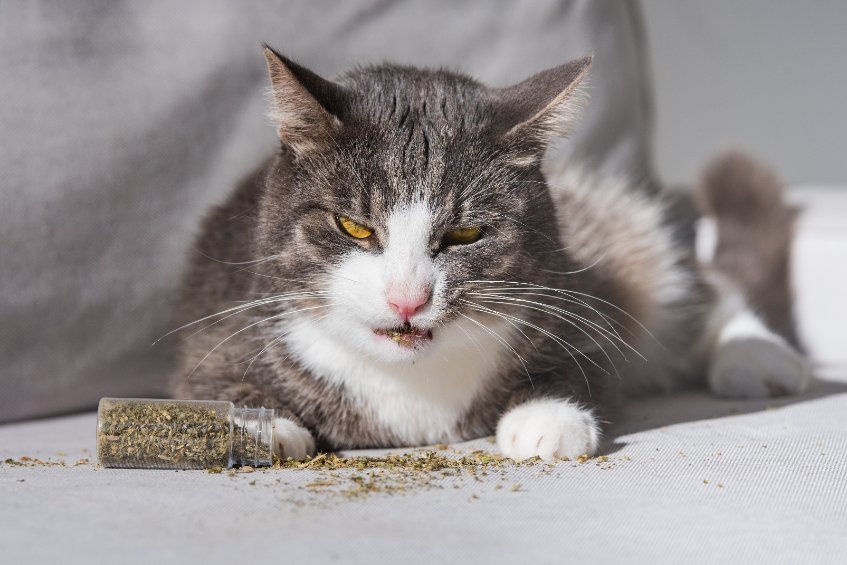 What To Do If Your Cat Doesn t Like Catnip Two Crazy Cat Ladies 