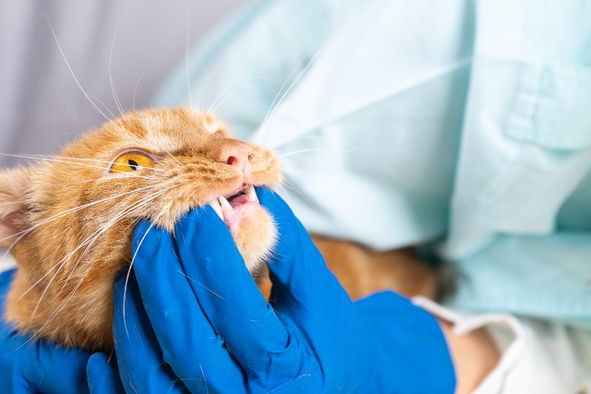 Dental disease in cats is an epidemic. By the age of 3 years old, more that 70% of cats will suffer from a dental issue.