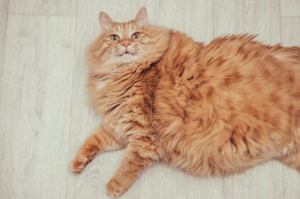 We know from experience that it can seem daunting to help a fat cat.