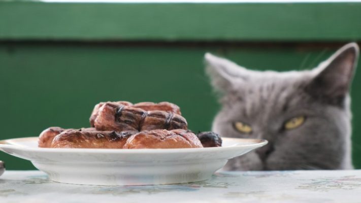 Food Aggression In Cats is often misunderstood as a bad behavior, but that's not true. We can help relieve our cats' anxiety around food by better understanding this behavior.