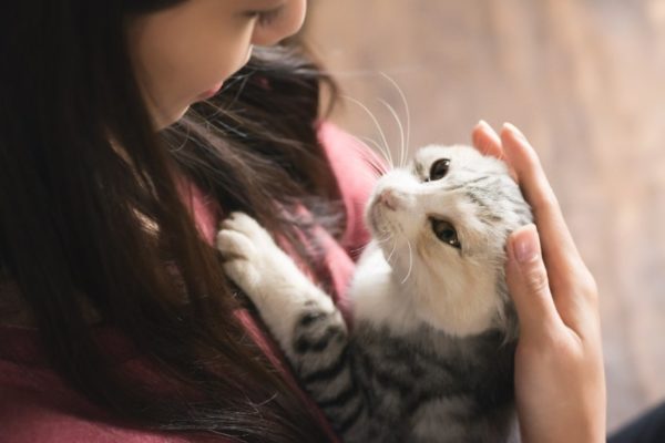 Is your cat Comfortable With Touch on their sensitive areas like mouth, ears and paws?