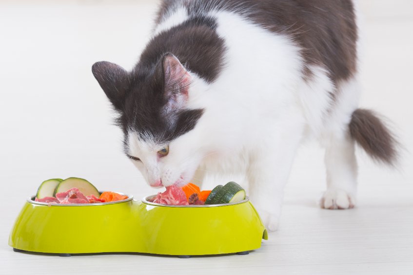 do cats need vegetables