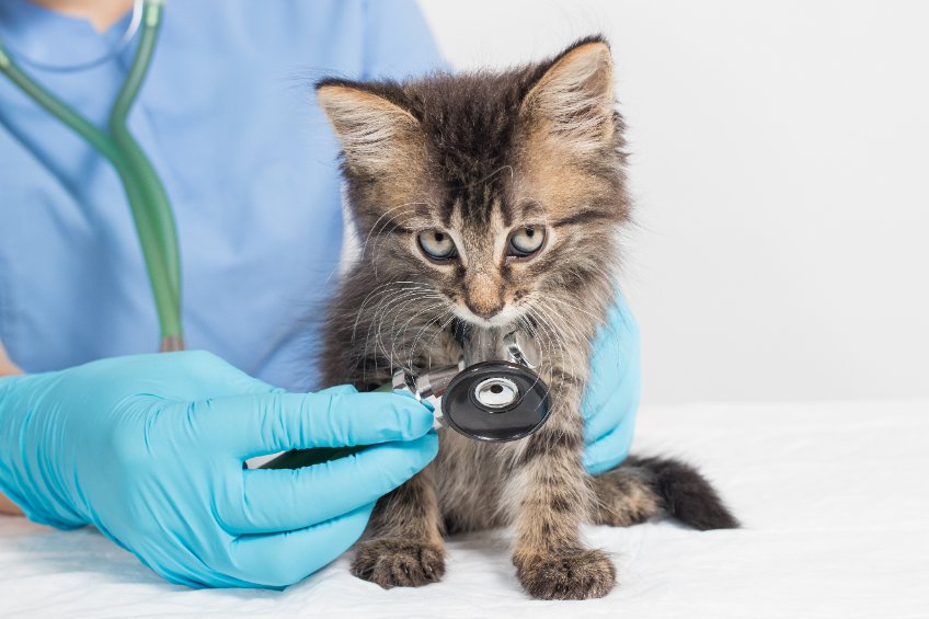 How To Check Your Cat's Vital Signs Two Crazy Cat Ladies