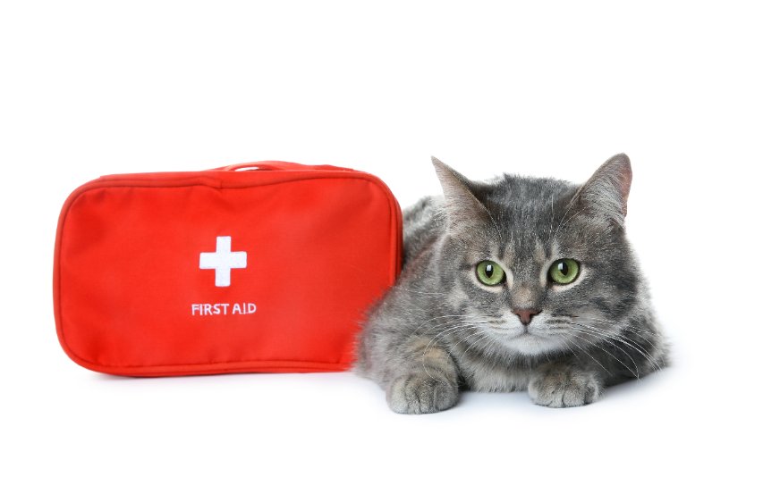 Preparing An Emergency Fund For Your Cat - Two Crazy Cat Ladies