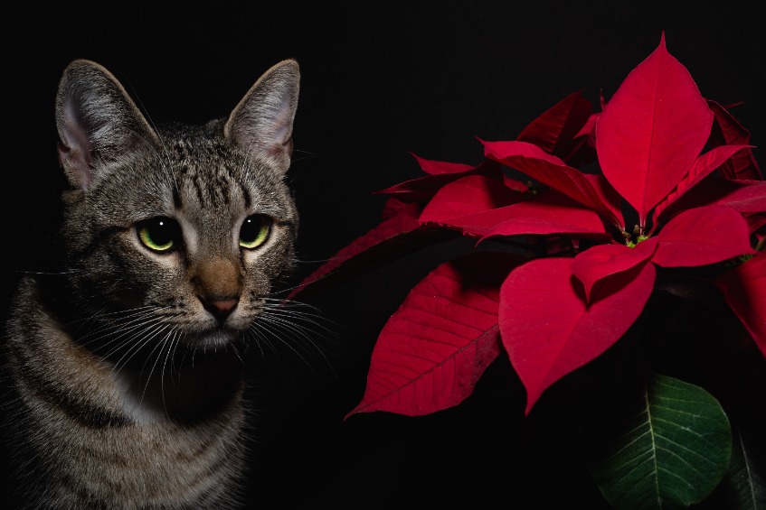 Are Poinsettias Poison For Cats? Two Crazy Cat Ladies