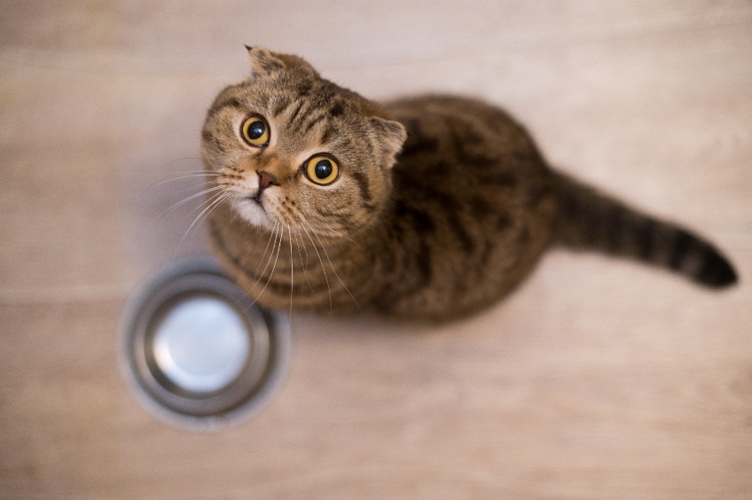 should-cats-eat-the-same-food-every-day-two-crazy-cat-ladies