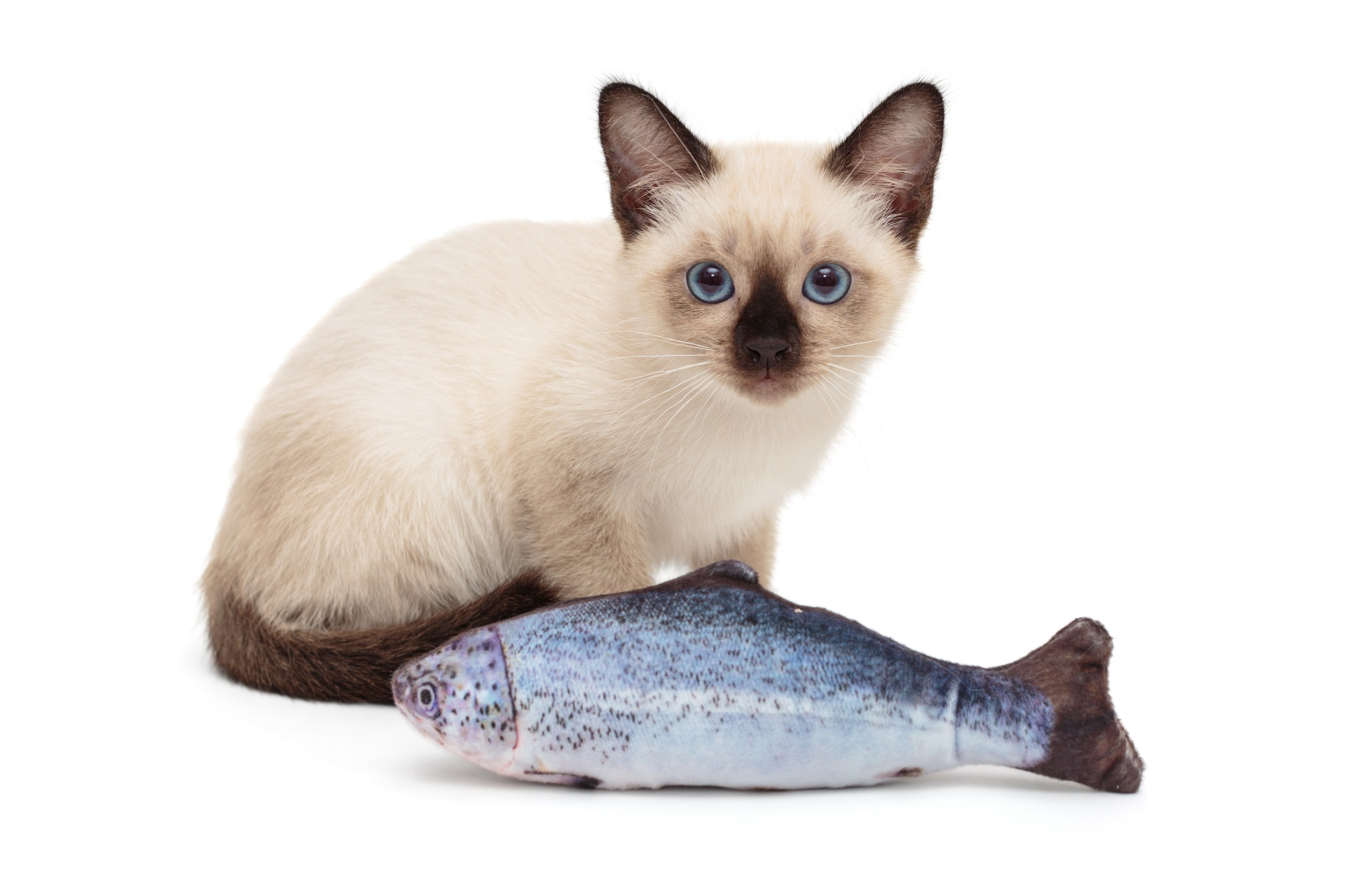 Can Cats Eat Minnows? Vet-Reviewed Health & Safety Guide
