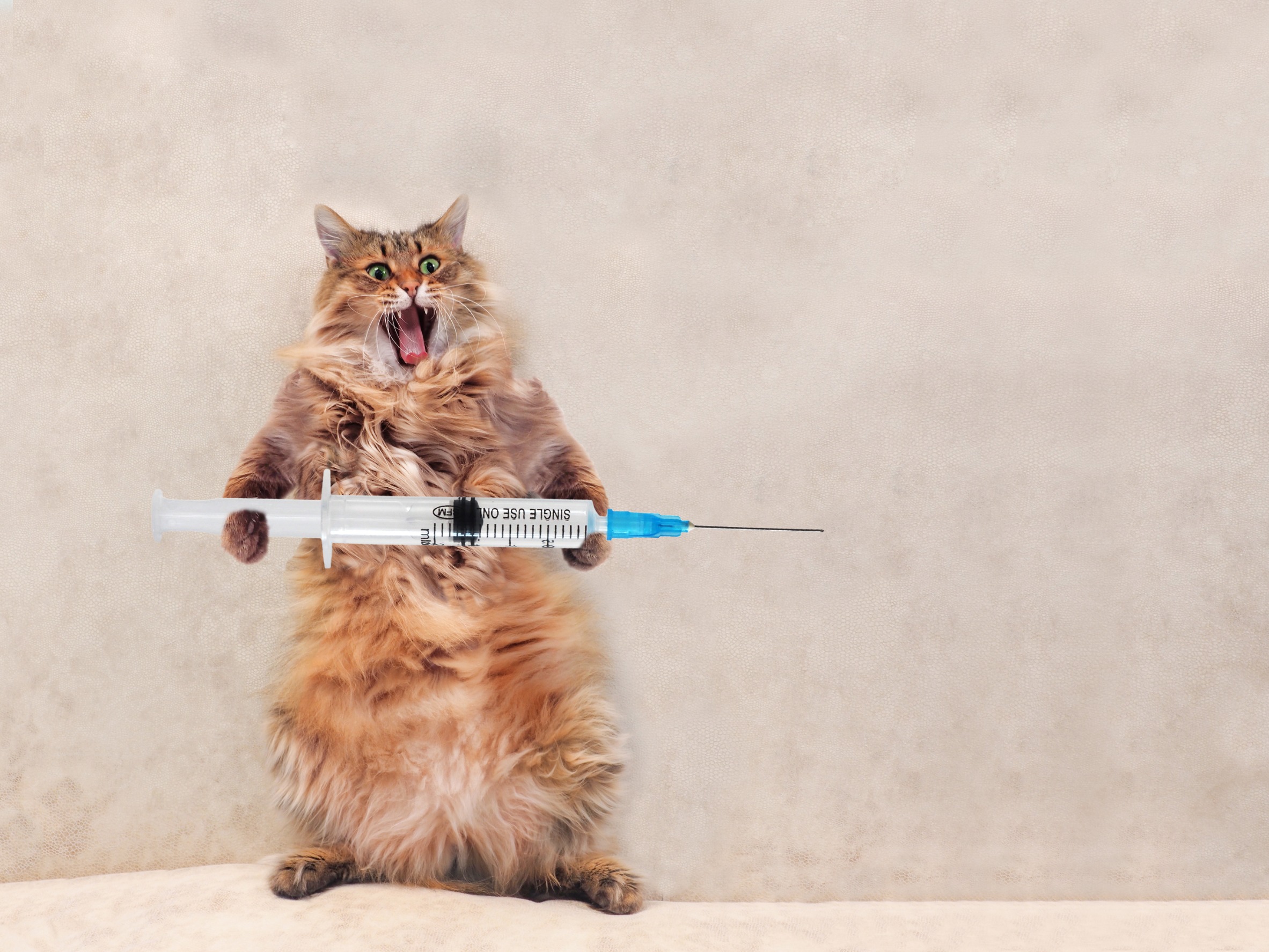 When Not To Vaccinate Your Cat Two Crazy Cat Ladies