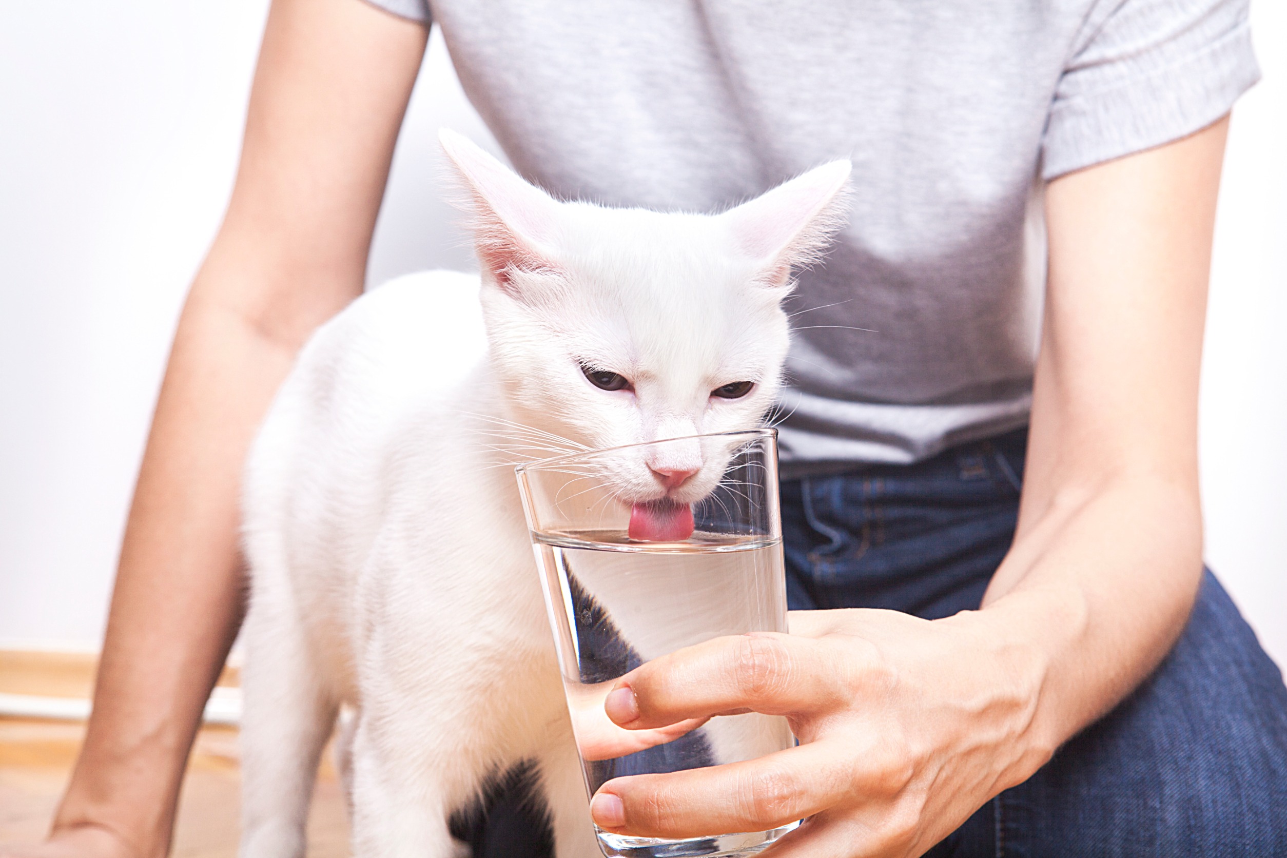 is-my-cat-drinking-too-much-water-two-crazy-cat-ladies