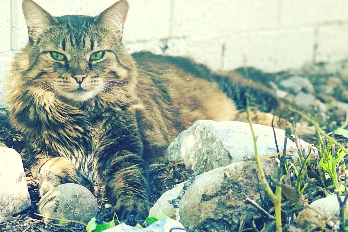 Helping To Keep Senior Cats Happy & Healthy Two Crazy Cat Ladies