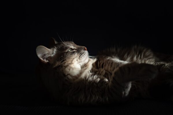 The life of our cat impacts our life in countless, priceless ways - so we can't help but wonder: How long do cats live?