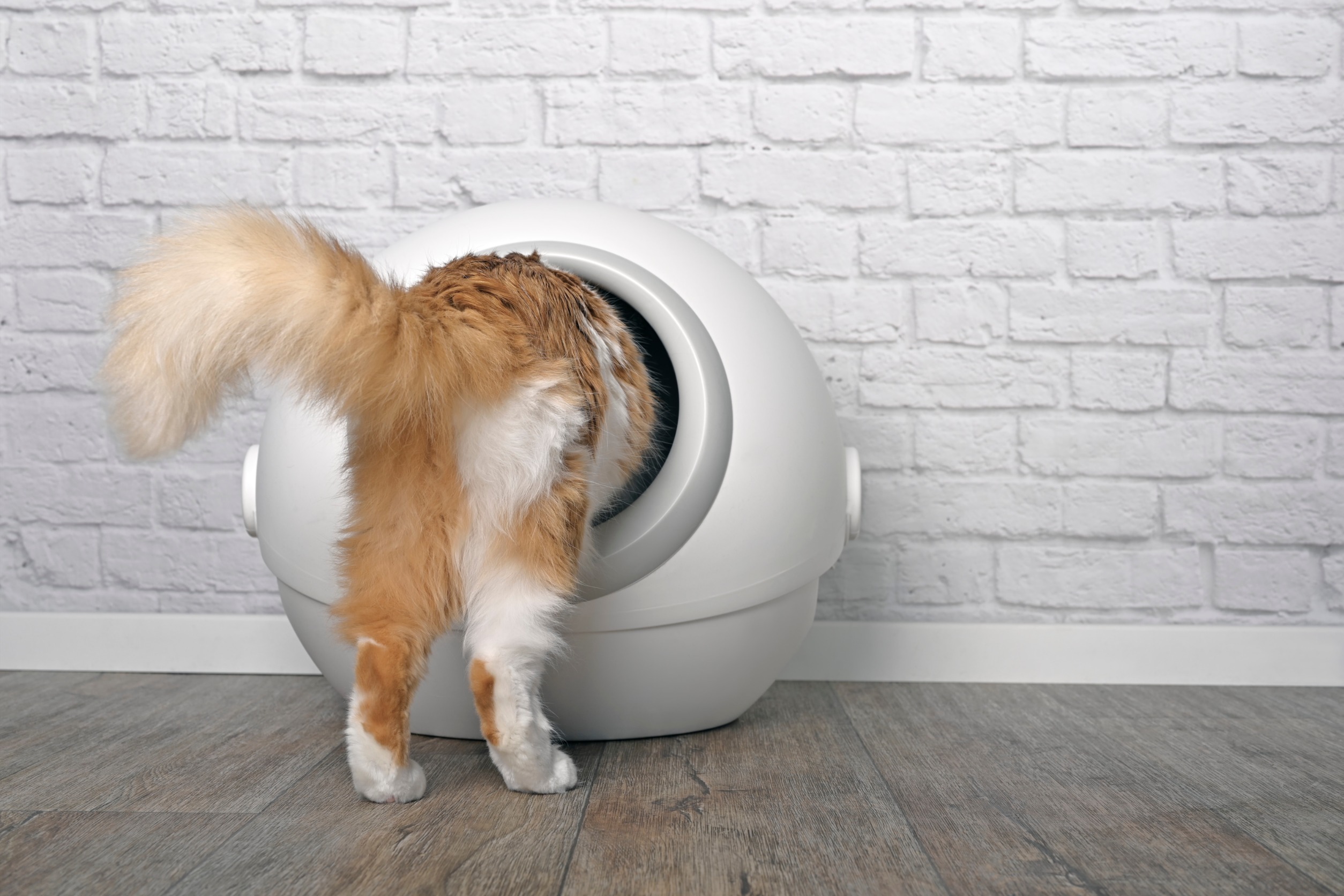 Are Automatic Litter Boxes Good?